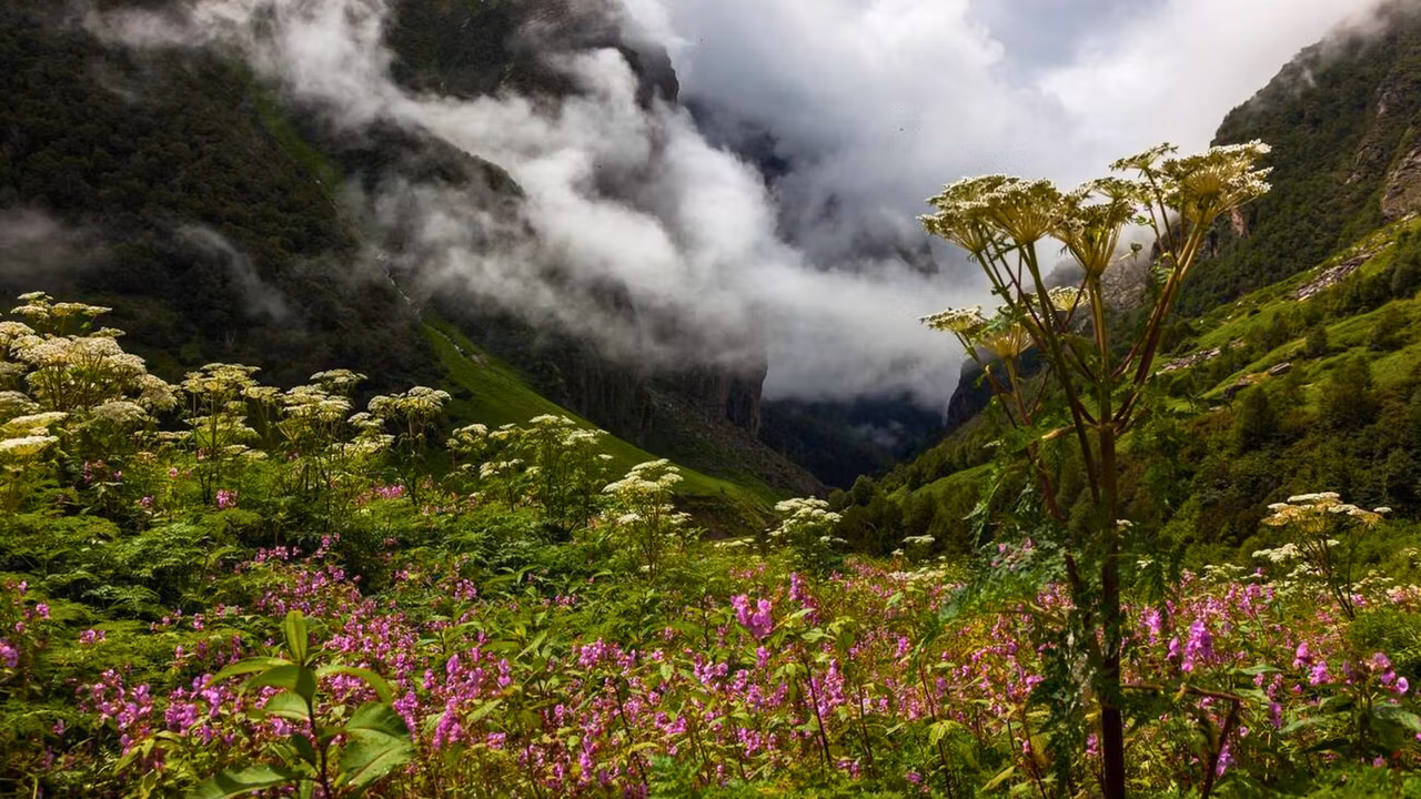 Experience Valley of Flowers